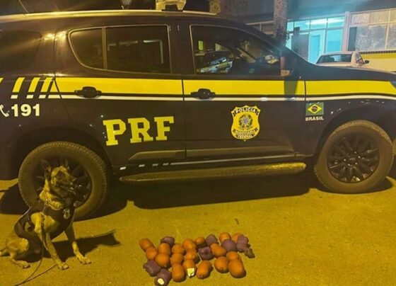 Cão da PRF encontra haxixe escondido em tanque de combustível de carro em Luziânia