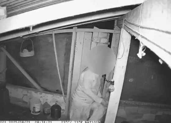 Ajudante de pedreiro furtando galinhas - (Foto: reprodução/PCGO)